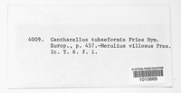 Craterellus tubaeformis image